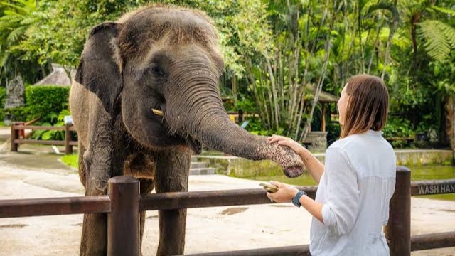 Ubud Monkey Forest and Elephant Sanctuary Tour