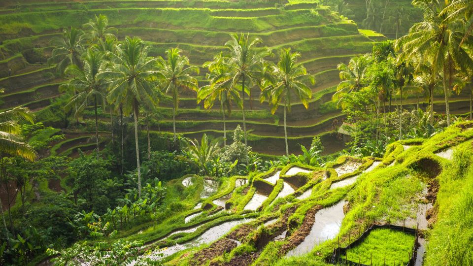 Ubud: Rice Terrace, Monkey Forest, Waterfall Private Tour